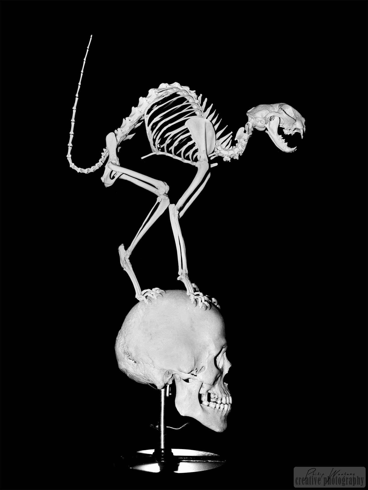 Cat skeleton on skull