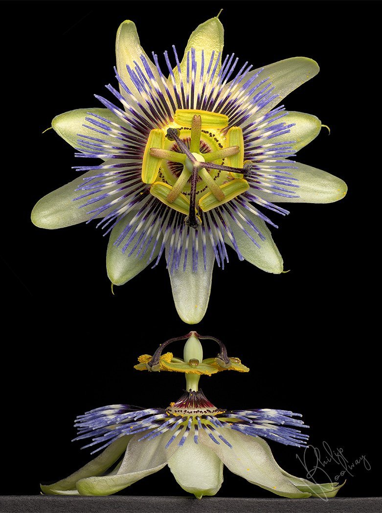 Passion flower, as still life study